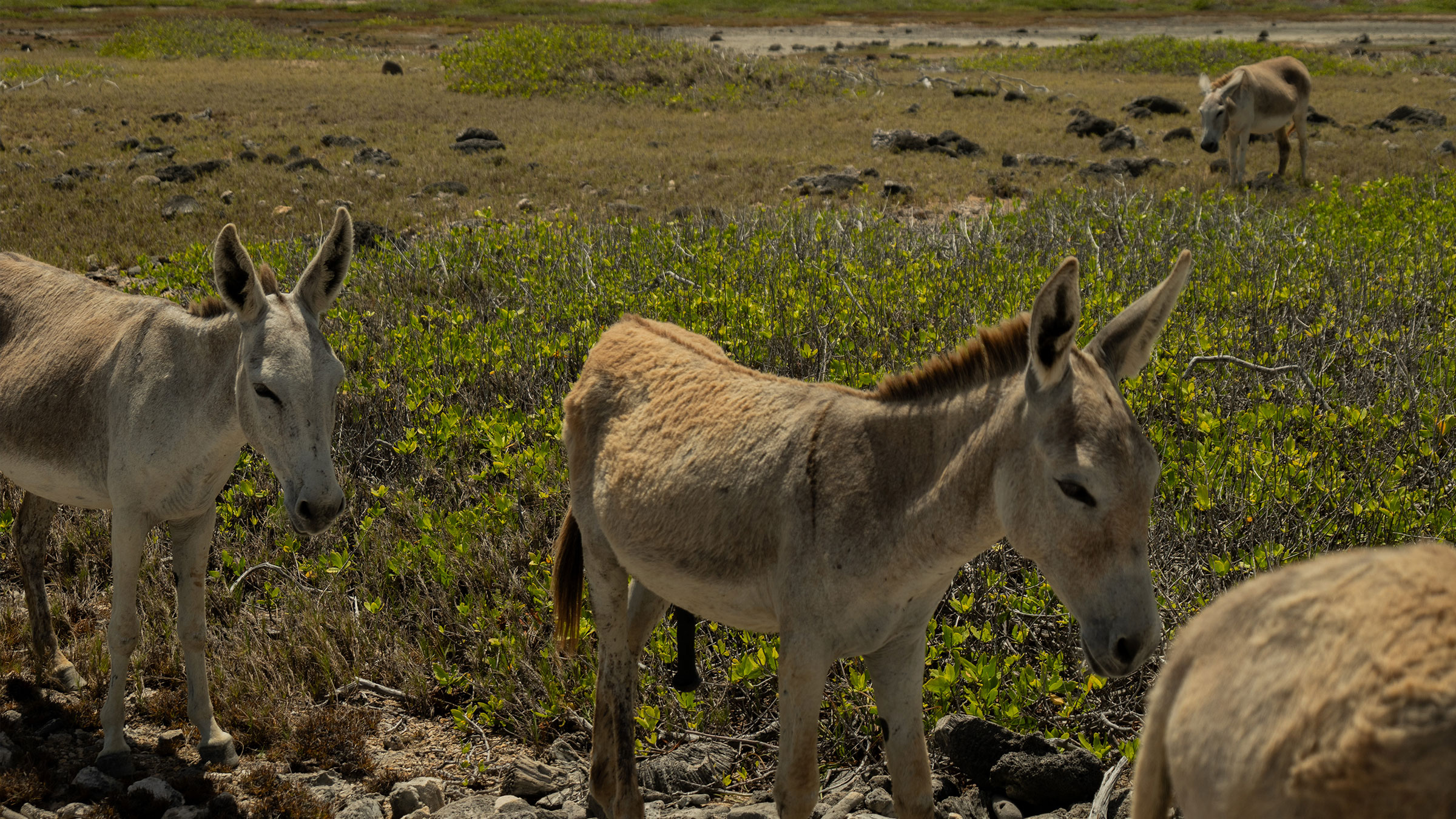 Eishockey Live-Produktion – Pause vor dem SPort und Kongresszentrum in Arosa
